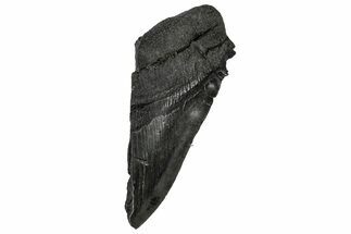 Partial Fossil Megalodon Tooth - Serrated edge #331555