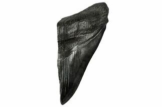 Partial Fossil Megalodon Tooth - South Carolina #331568