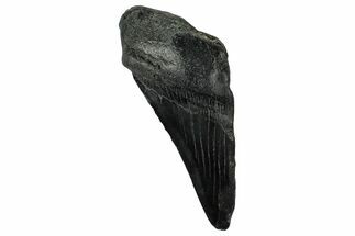 Partial Fossil Megalodon Tooth - South Carolina #331569