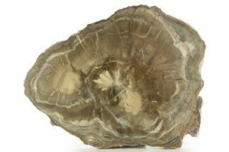 Petrified Wood (Woodworthia) Round - Arizona #332977