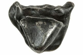 Fusion Crusted Sikhote-Alin Iron Meteorite ( g) - Russia #333109