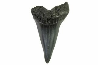Fossil White Shark Tooth - South Carolina #332418