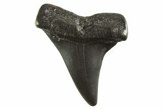 Fossil Broad-Toothed Mako Tooth - South Carolina #332392