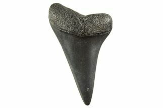 Fossil Broad-Toothed Mako Tooth - South Carolina #332394