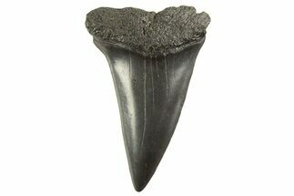 Fossil Broad-Toothed Mako Tooth - South Carolina #332395