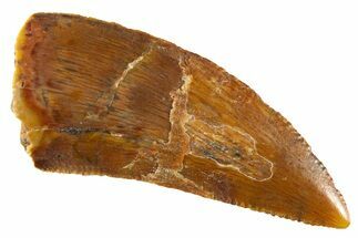 Serrated Raptor Tooth - Composite Tooth #332660