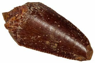 Serrated Raptor Tooth - Real Dinosaur Tooth #333328
