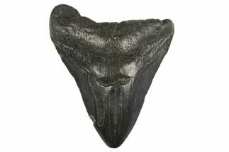 Fossil Megalodon Tooth - South Carolina #332304