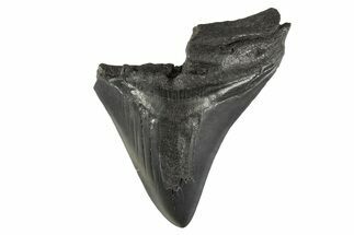 Partial Fossil Megalodon Tooth - South Carolina #332308