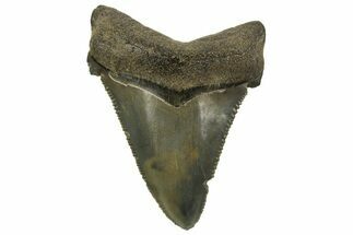 Serrated Angustidens Tooth - Megalodon Ancestor #333537