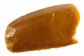 Bargain Raptor Tooth - Feeding Worn Tip #332588