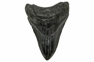 Serrated, Fossil Megalodon Tooth - South Carolina #333630