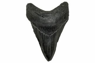 Serrated, Fossil Megalodon Tooth - South Carolina #333631