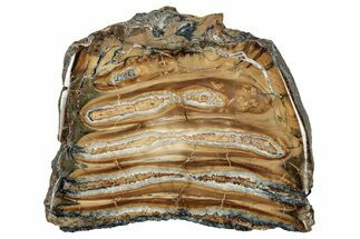 Polished Mammoth Molar Slice - South Carolina #333757