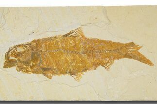 Detailed Fossil Fish (Knightia) - Wyoming #333716
