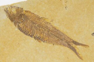 Detailed Fossil Fish (Knightia) - Wyoming #333729