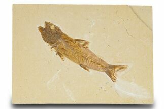 Fossil Fish (Amphiplaga) - Uncommon Species #333736