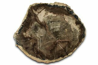 Triassic Petrified Wood (Woodworthia) Round - Zimbabwe #334142