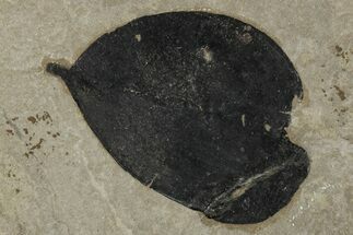 Fossil Legume (Leguminosites) Leaf - Insect Predation! #334189