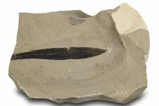 Eocene Fossil Leaf (Pseudosalix) - Green River Formation, Utah #334199