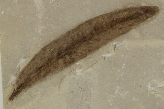 Fossil Leaf (Cedrelospermum) - Green River Formation, Utah #334298