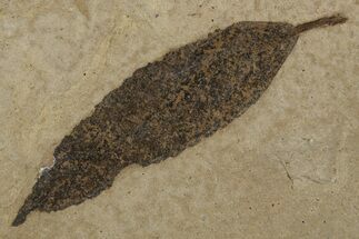 Fossil Leaf (Cedrelospermum) - Green River Formation, Utah #334309