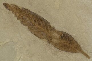 Fossil Leaf (Cedrelospermum) - Green River Formation, Utah #334316