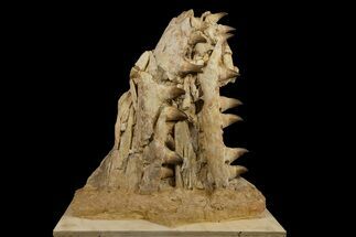 Exceptional Fossil Mosasaur (Thalassotitan) Dentary - Morocco #334754