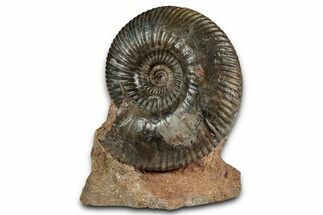 Jurassic Ammonite (Gonolkites) Fossil - Sengenthal, Germany #334765