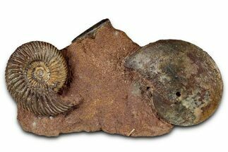 Fossil Ammonite (Parkinsonia & Oxycerites) Association - Germany #334767