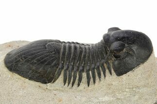 Paralejurus Trilobite Fossil - Atchana, Morocco #331919