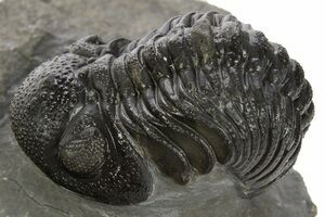 Ｍｏｒｏｃｏｐｓ ｆｏｒｔｅｙｉ 75