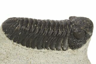 Detailed Morocops Trilobite - Morocco #331935