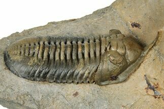 Morocconites Trilobite Fossil - Multi-Toned Shell Coloration #334880