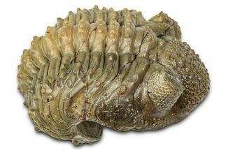 Partially Enrolled Drotops Trilobite With Exposed Hypostome #334884