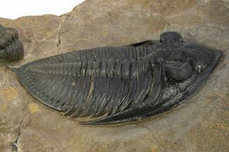 Zlichovaspis Trilobite With Enrolled Reedops - Atchana, Morocco #334906