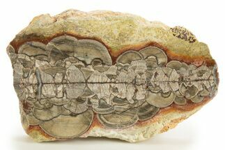 Polished Mushroom Jasper Section - Arizona #334864