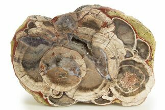 Polished Mushroom Jasper Section - Arizona #334868