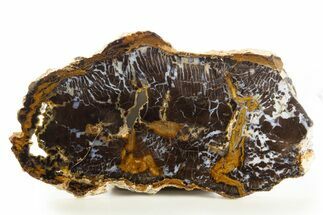 Polished Petrified Shrinkwood Slab - Parker, Colorado #334915