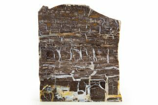 Polished Petrified Shrinkwood Stand-Up - Parker, Colorado #334927