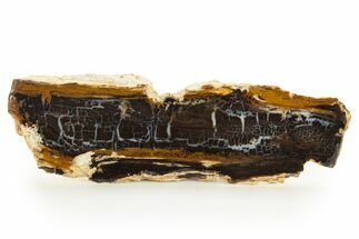 Polished Petrified Shrinkwood Section - Parker, Colorado #334936