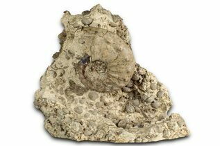 Premium Specimens For Sale