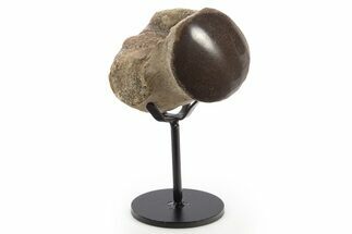 Polished Fossil Mosasaur Vertebra w/ Metal Stand - Texas #335044