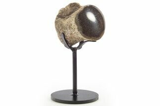 Polished Fossil Mosasaur Vertebra w/ Metal Stand - Texas #335053