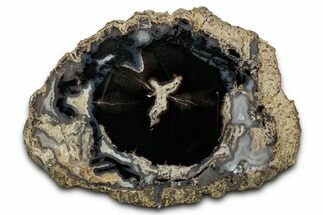 Petrified Wood (Schinoxylon) Round - Blue Forest, Wyoming #335011