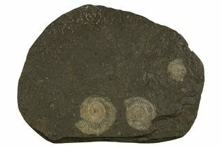 Fossil Ammonite (Dactylioceras) Cluster - Posidonia Shale, Germany #335087
