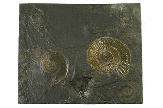 Fossil Ammonite Cluster - Posidonia Shale, Germany #335109