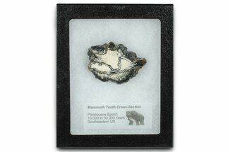 Mammoth Molar Slice With Case - South Carolina #335104