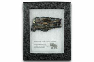 Mammoth Molar Slice With Case - South Carolina #335112