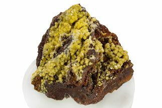 Sparkling Yellow-Orange Mimetite Crystal Cluster - Congo #335208